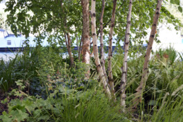  BD Landscape Architects | Landscape Architecture | Urban Design | Space-Making