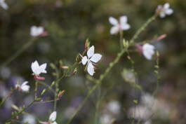 BD Landscape Architects | Landscape Architecture | Urban Design | Space-Making