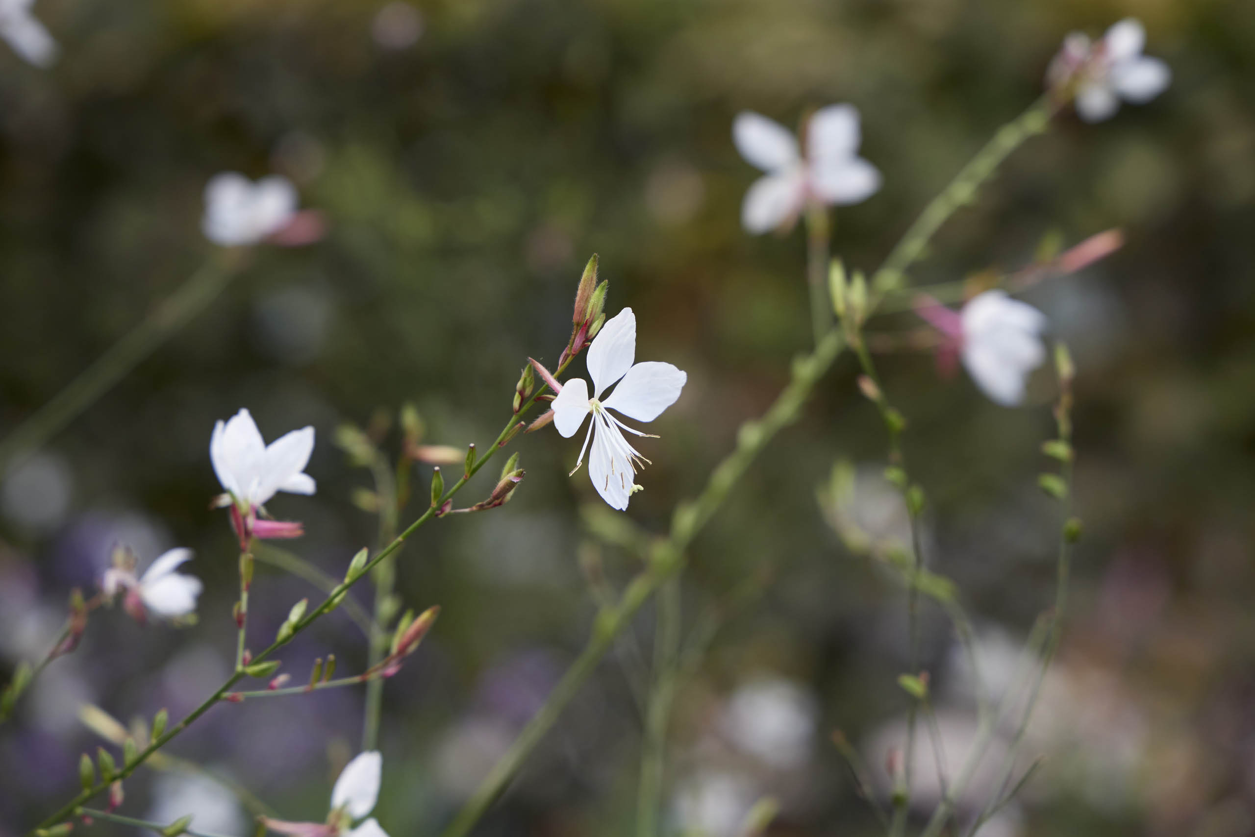BD Landscape Architects | Landscape Architecture | Urban Design | Space-Making
