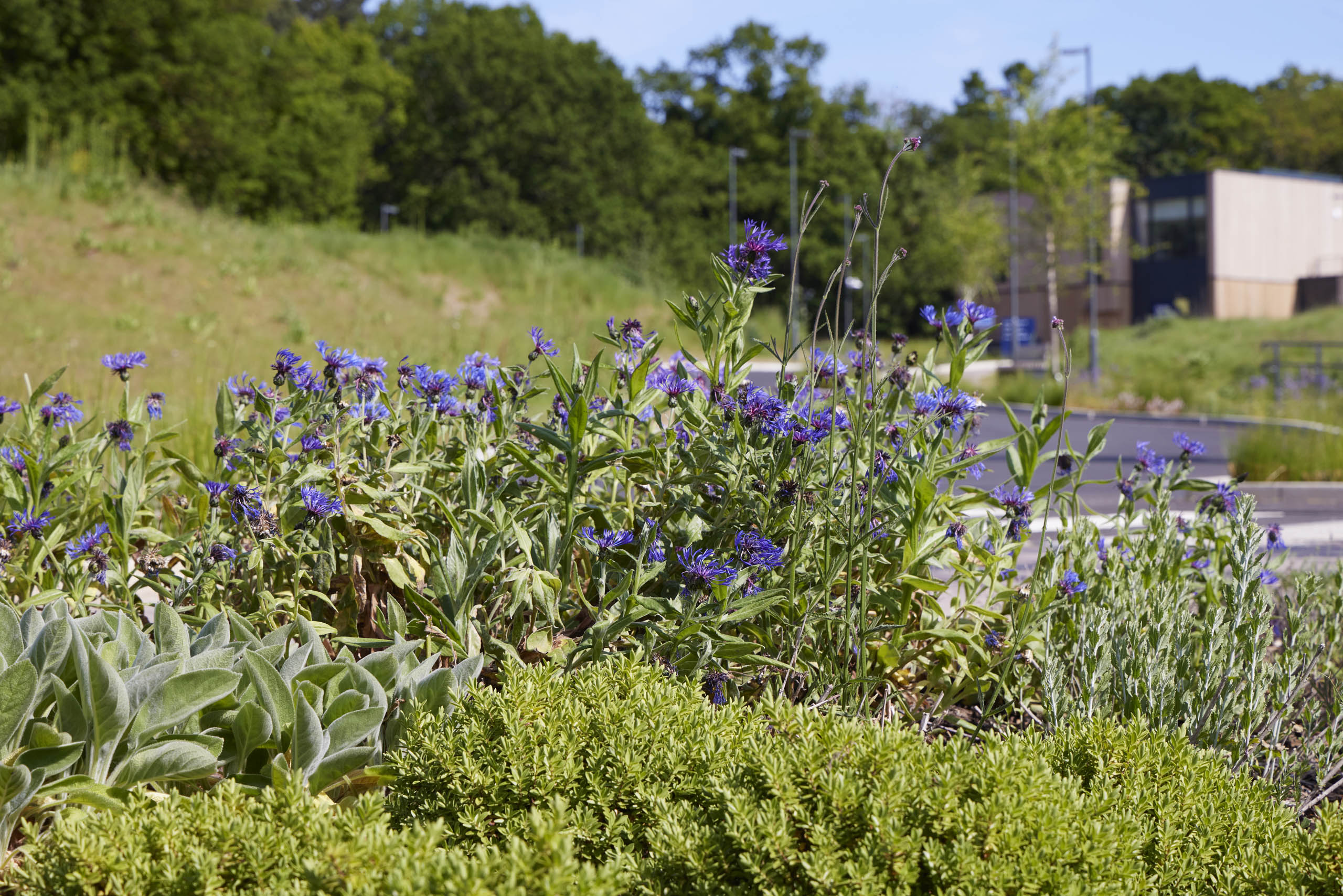  BD Landscape Architects | Landscape Architecture | Urban Design | Space-Making