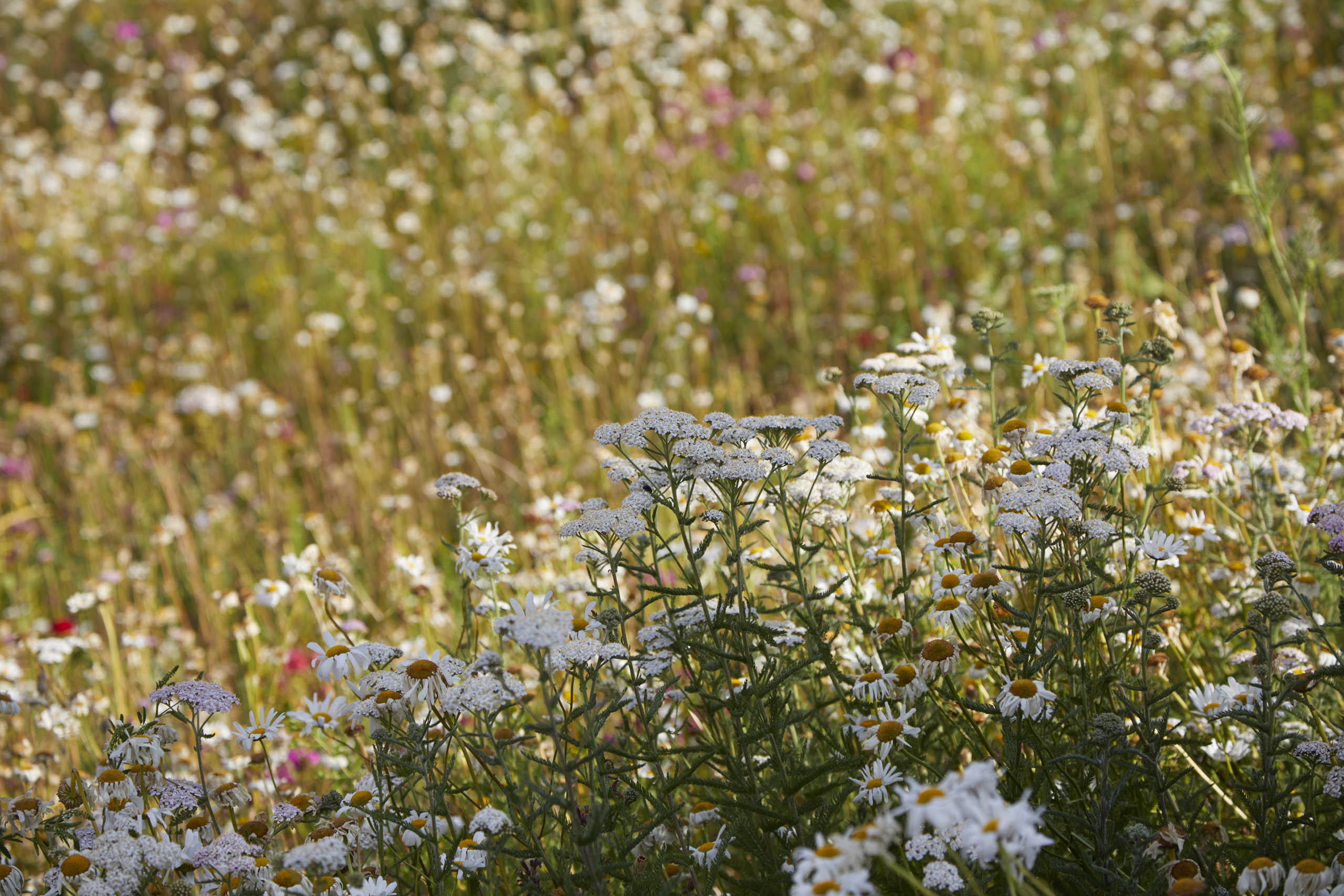 BD Landscape Architects | Landscape Architecture | Urban Design | Space-Making