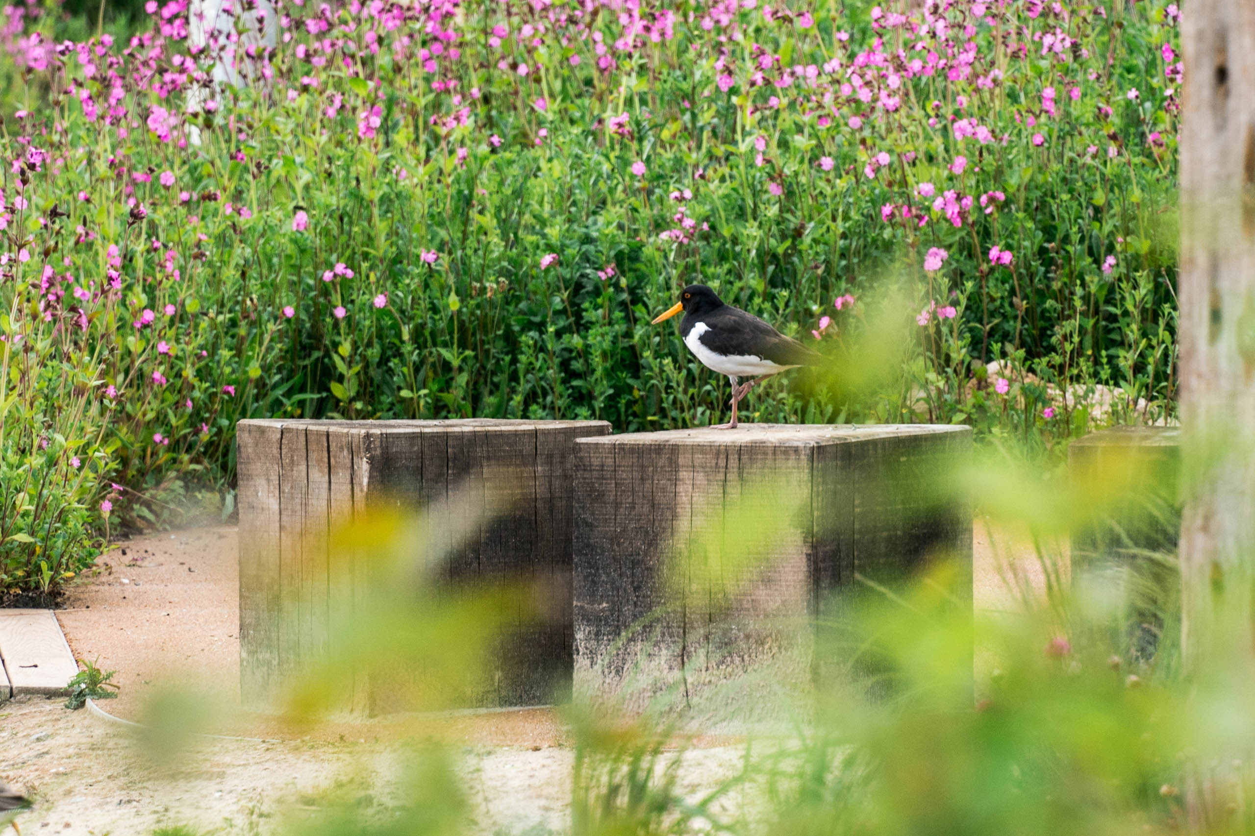 BD Landscape Architects