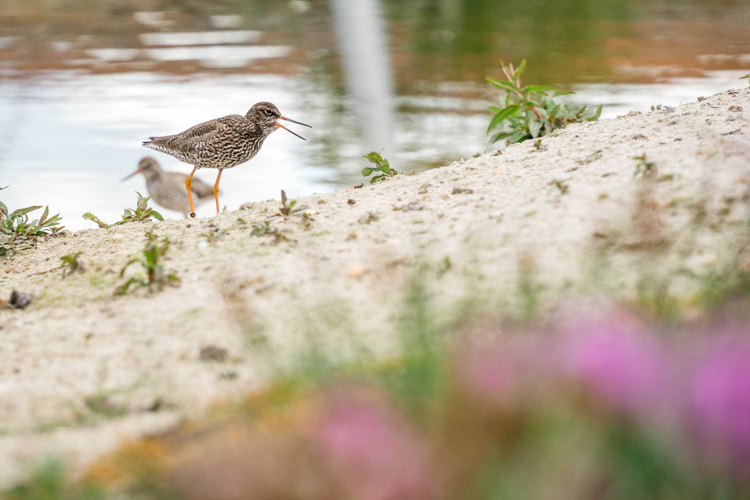  BD Landscape Architects | Landscape Architecture | Urban Design | Space-Making