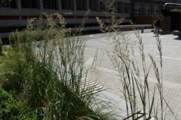  BD Landscape Architects | Landscape Architecture | Urban Design | Space-Making